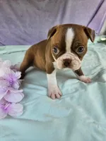 Rosie, a female Boston Terrier for sale in Oneida, NY – 3 of 3
