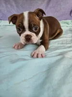 Smoochies, a female Boston Terrier for sale in Oneida, NY – 2 of 4