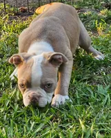 Red, a male Boston Terrier for sale in Oneida, NY – 1 of 2