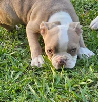Red, a male Boston Terrier for sale in Oneida, NY – 2 of 2