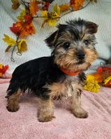 Jill , a male Yorkshire Terrier for sale in Oneida, NY – 1 of 3