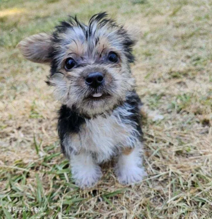 Jerry – Morkie puppy for sale in Oneida, NY