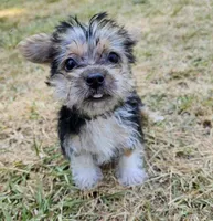 Jerry, a male Morkie for sale in Oneida, NY – Photo 1 of 2