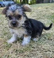 Jerry, a male Morkie for sale in Oneida, NY – Photo 2 of 2