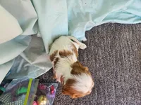 Alvin , a male Cavalier King Charles Spaniel for sale in Oneida, NY – Photo 2 of 2