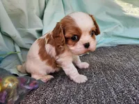 Alvin , a male Cavalier King Charles Spaniel for sale in Oneida, NY – Photo 1 of 2