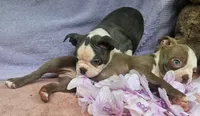 Sparkle, a female Boston Terrier for sale in Oneida, NY – 2 of 3