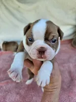 Red, a male Boston Terrier for sale in Oneida, NY – 2 of 5