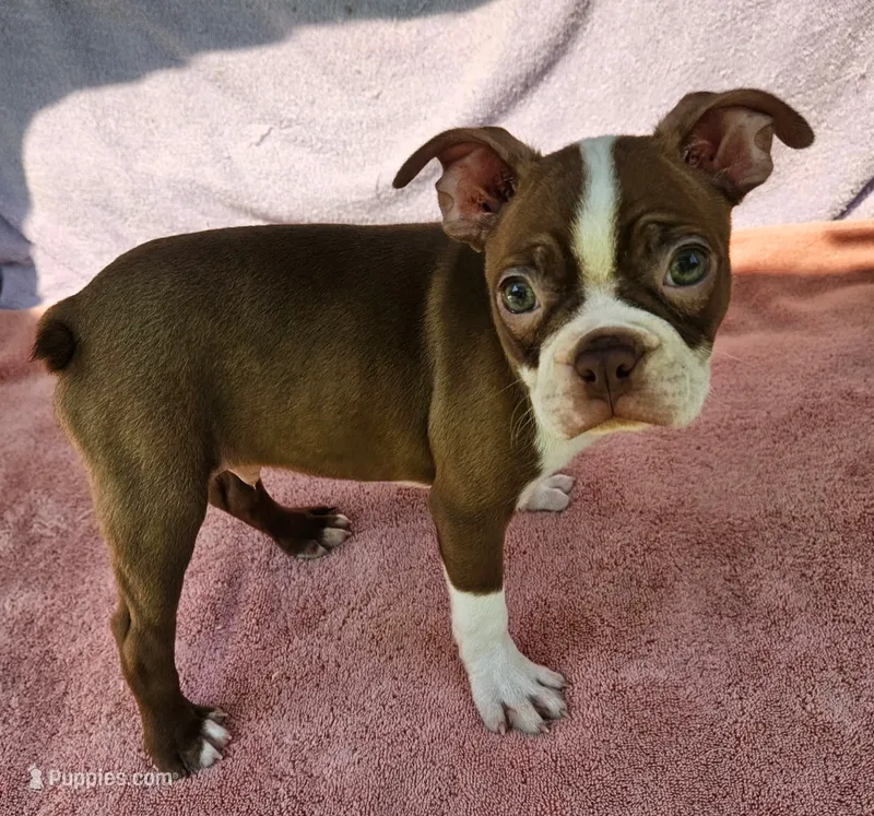 Rory – Boston Terrier puppy for sale in Oneida, NY