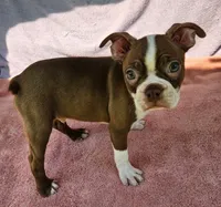 Rory, a male Boston Terrier for sale in Oneida, NY – 1 of 4
