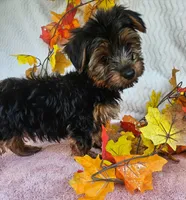 Sal, a male Yorkshire Terrier for sale in Oneida, NY – 3 of 4