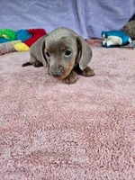 Milly, a female Miniature Dachshund for sale in Oneida, NY – 2 of 4