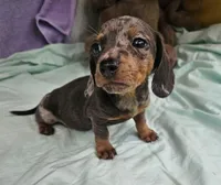 Natalia , a female Miniature Dachshund for sale in Oneida, NY – 1 of 4