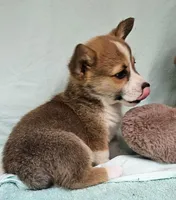 Princess, a male Pembroke Welsh Corgi for sale in Oneida, NY – Photo 4 of 4