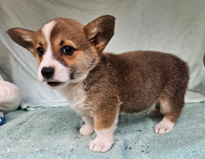 Princess – Pembroke Welsh Corgi puppy for sale in Oneida, NY