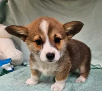 Princess, a male Pembroke Welsh Corgi for sale in Oneida, NY – Photo 2 of 4