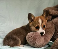 Princess, a male Pembroke Welsh Corgi for sale in Oneida, NY – Photo 3 of 4