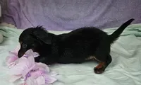 Nancy , a female Miniature Dachshund for sale in Oneida, NY – 3 of 3