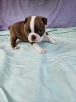 Red , a male Boston Terrier for sale in Oneida, NY – 2 of 3