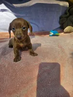 Ruby, a female Miniature Dachshund for sale in Oneida, NY – 4 of 4