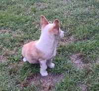 Diamond , a female Pembroke Welsh Corgi for sale in Oneida, NY – 2 of 4