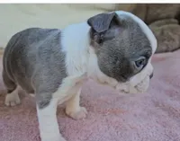 Grayson, a male Boston Terrier for sale in Oneida, NY – 3 of 3