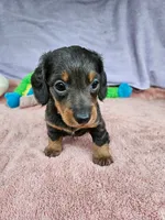 Davy, a male Miniature Dachshund for sale in Oneida, NY – 3 of 5
