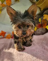 Star, a female Yorkshire Terrier for sale in Oneida, NY – 2 of 4