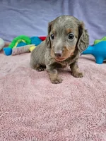 Dotty, a female Miniature Dachshund for sale in Oneida, NY – 2 of 3