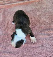 Daisy, a female Boston Terrier for sale in Oneida, NY – 4 of 4