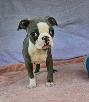 Dora, a female Boston Terrier for sale in Oneida, NY – 1 of 4