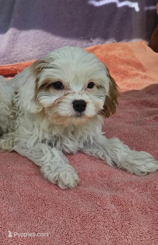 Jimmie  – Cavapoo puppy for sale in Oneida, NY