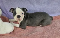 Drake , a male Boston Terrier for sale in Oneida, NY – 5 of 5