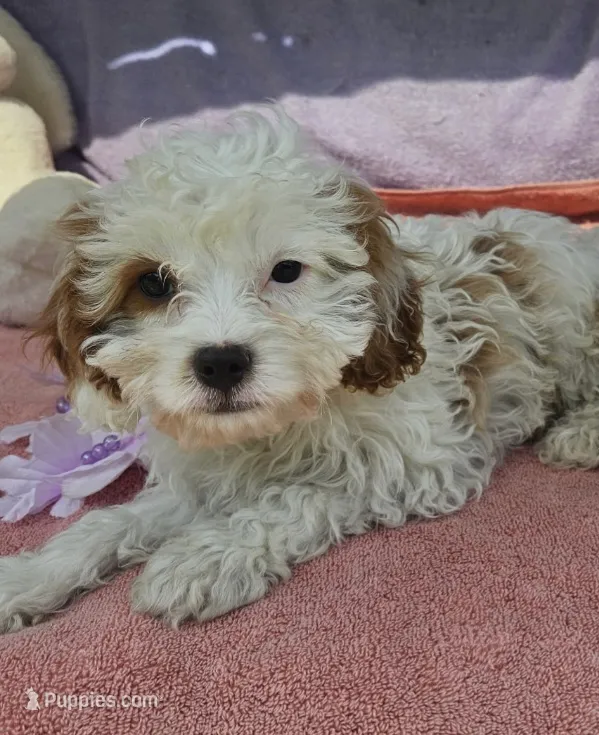 Robbie – Cavapoo puppy for sale in Oneida, NY