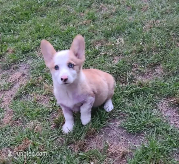 Diamond  – Pembroke Welsh Corgi puppy for sale in Oneida, NY
