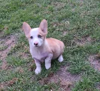 Diamond , a female Pembroke Welsh Corgi for sale in Oneida, NY – 1 of 4
