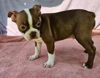 Rory, a male Boston Terrier for sale in Oneida, NY – 2 of 4