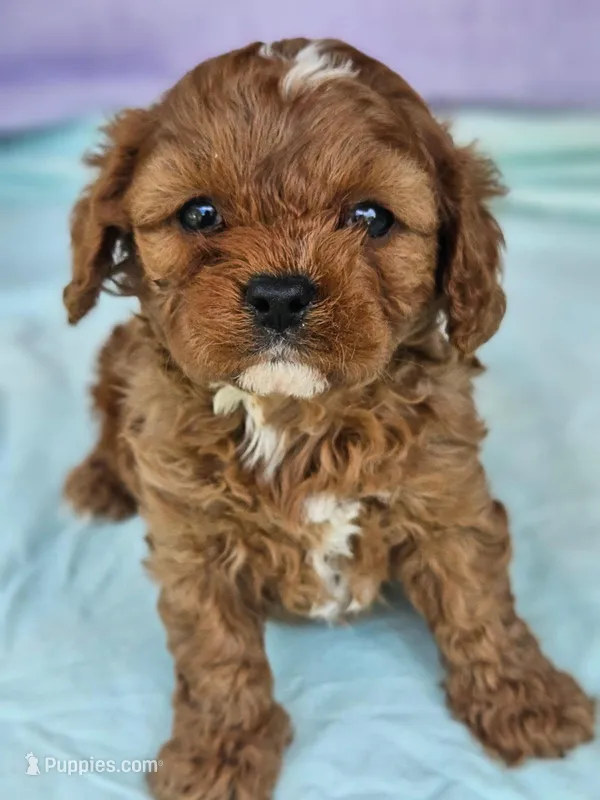 Pepper – Cavapoo puppy for sale in Oneida, NY