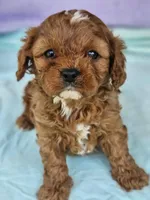 Pepper, a female Cavapoo for sale in Oneida, NY – Photo 1 of 3