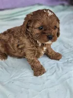 Pepper, a female Cavapoo for sale in Oneida, NY – Photo 2 of 3
