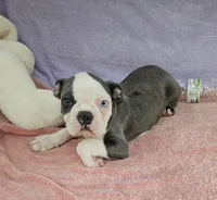 Drake , a male Boston Terrier for sale in Oneida, NY – 1 of 5