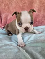 Dino, a male Boston Terrier for sale in Oneida, NY – 4 of 5