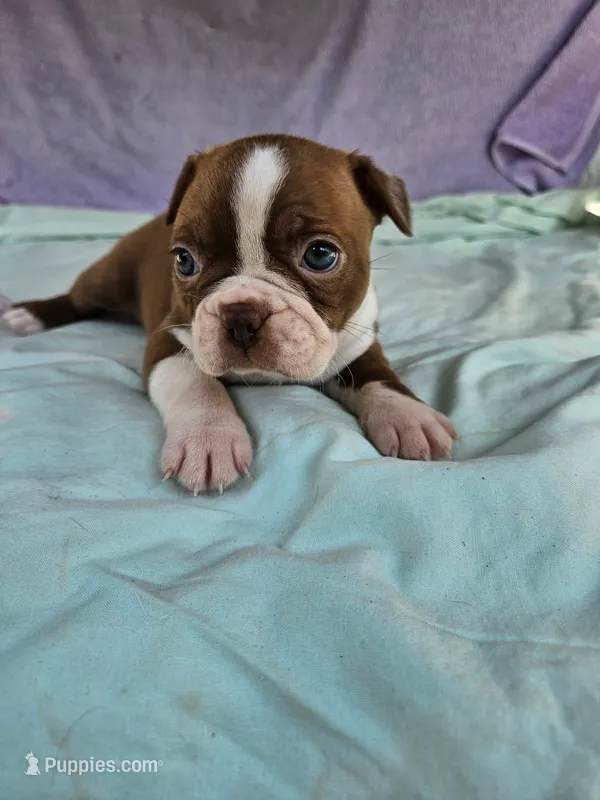 Rosie – Boston Terrier puppy for sale in Oneida, NY