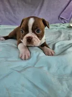 Rosie, a female Boston Terrier for sale in Oneida, NY – 1 of 3