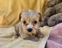 Matty, a male Maltipoo for sale in Oneida, NY – 3 of 4