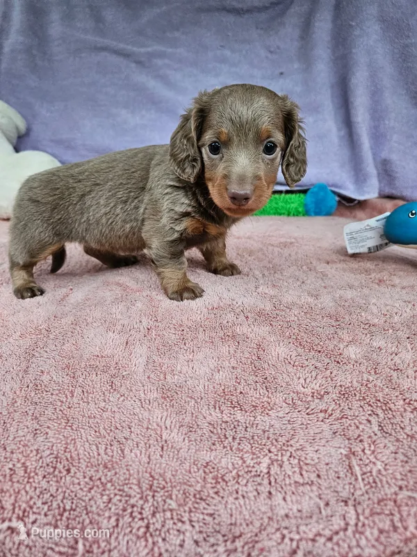 Dotty – Miniature Dachshund puppy for sale in Oneida, NY