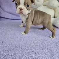 Mira, a male Boston Terrier for sale in Oneida, NY – Photo 2 of 2