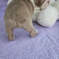 Mira, a male Boston Terrier for sale in Oneida, NY – Photo 1 of 2