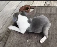 ZAG, a male Boston Terrier for sale in Oneida, NY – 2 of 5