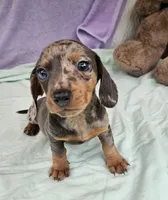 Natalia , a female Miniature Dachshund for sale in Oneida, NY – 4 of 4